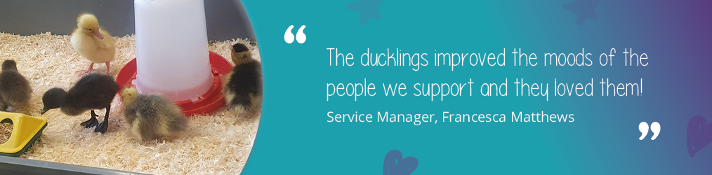 A quote on a purple and teal background with hearts and stars and a picture of ducklings saying ' The ducklings improved the moods of the people we support and they loved them! - Service Manager, Francesca Matthews. 